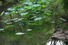 816-Hangzhou,18 luglio 2014